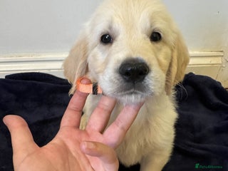 Golden Retriever dogs - Advert 10