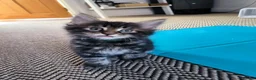Maine Coon cats for sale: Maine coon MIX kittens  - Advert 12