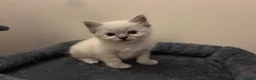Ragdoll cats for sale: 🐾 Pure Ragdoll Kittens 🐾 in Exeter - Advert 15