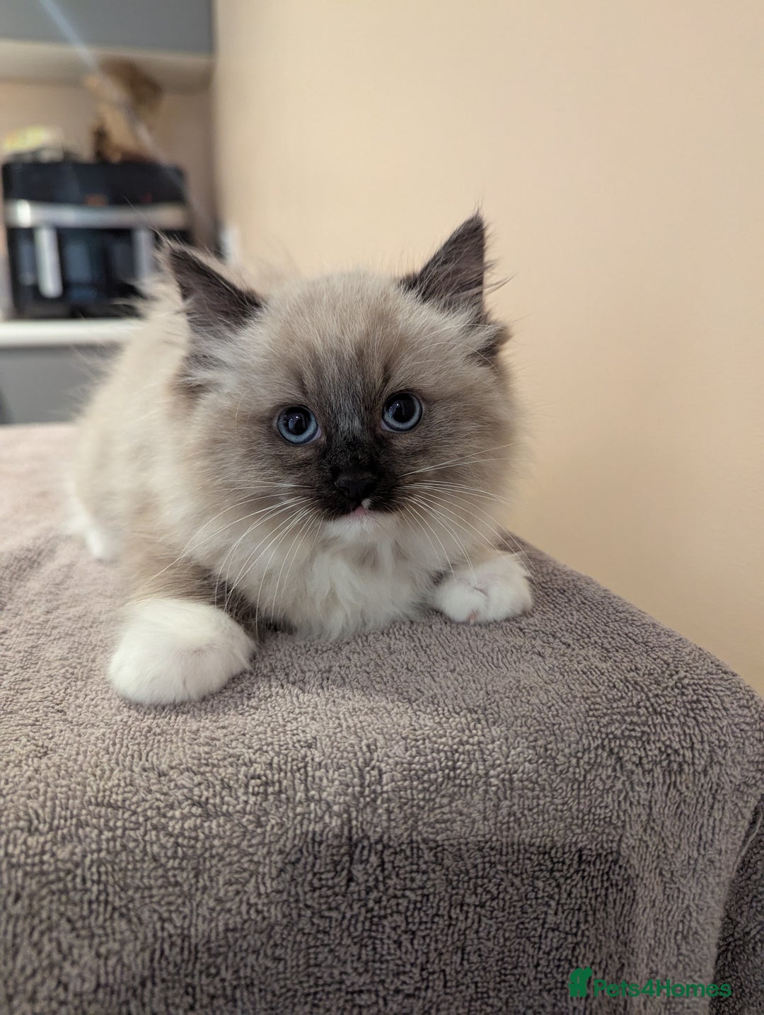 Ragdoll cats for sale: Seal Point Ragdoll Kittens - Image 3