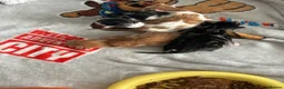 Mixed Breed cats for sale: Kitten for sale  - Advert 2