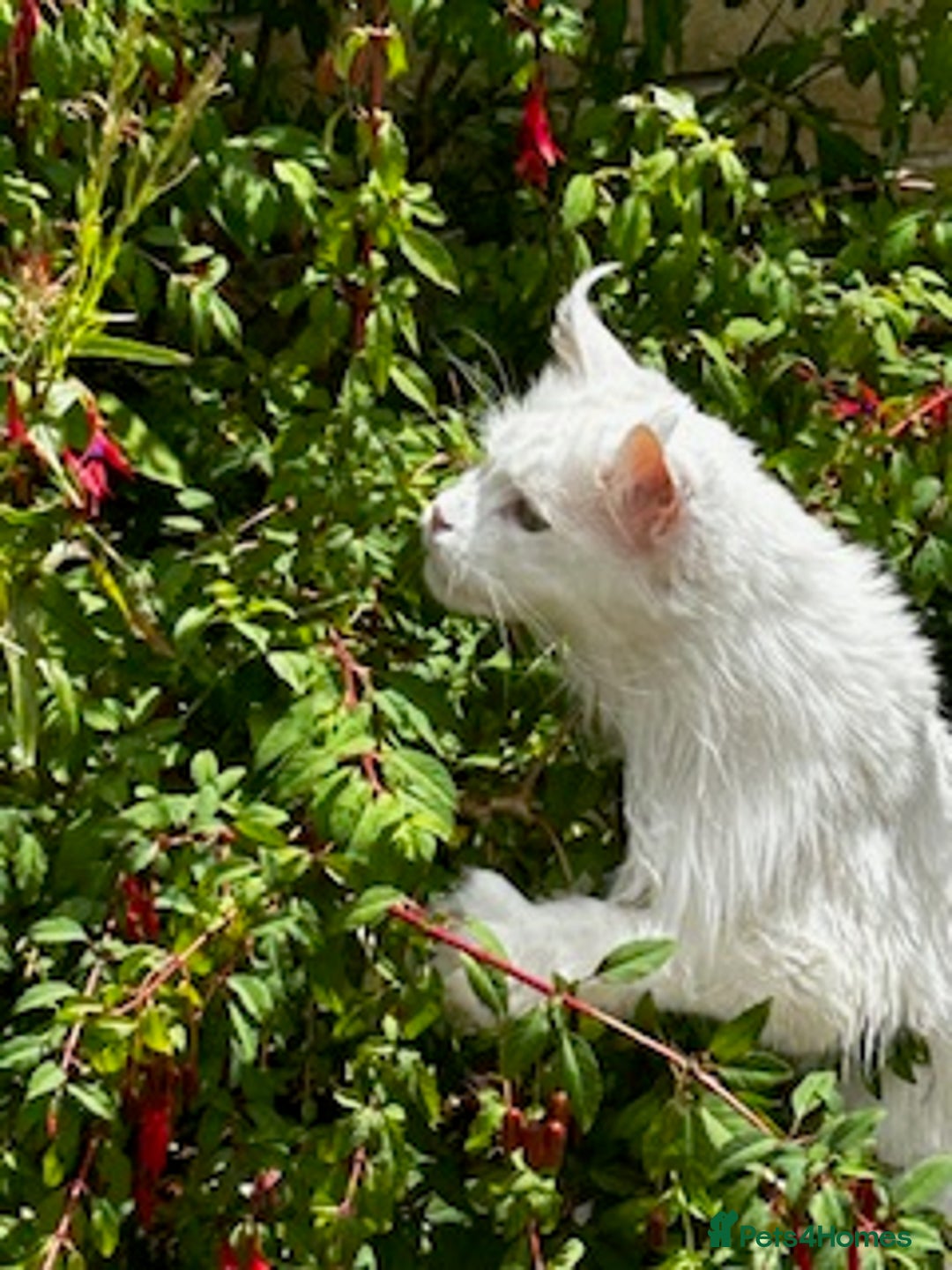 Maine Coon cats for sale: Beautiful White Maine Coon Male 6 Years Old £830  - Advert 8