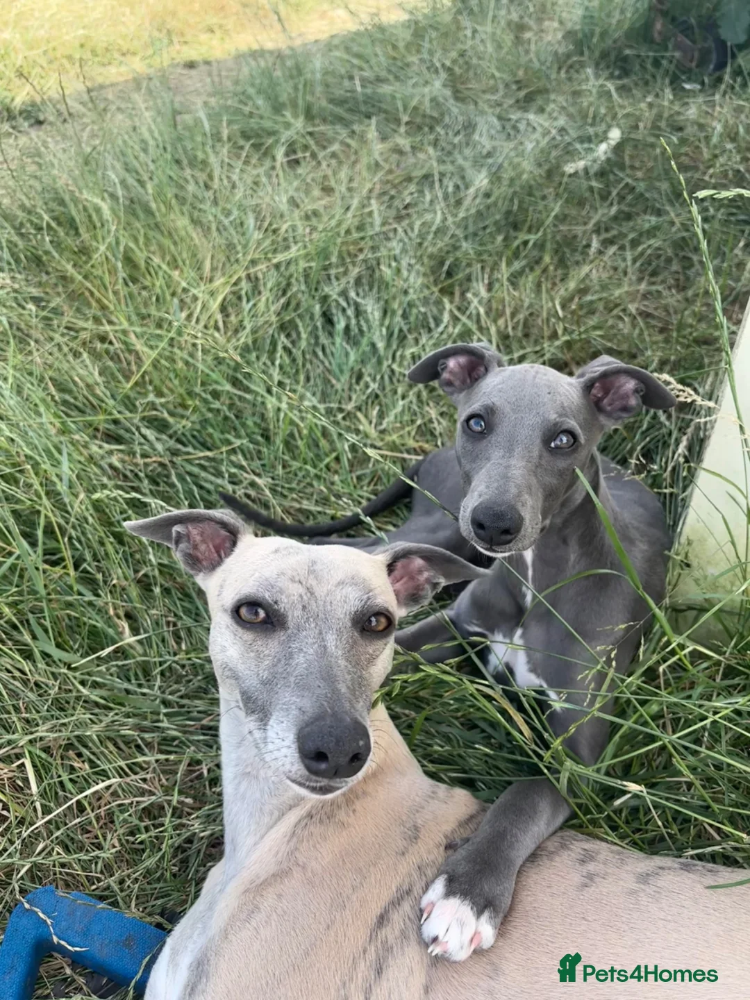 Whippet dogs for sale: Blue Whippet Pup  - Advert 1