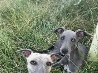 Whippet dogs Blue Whippet Pup - Advert 1