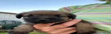 Border Terrier 2