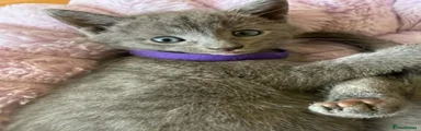 PURPLE BOY