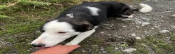 Border Collie dogs for sale: 8 month old Border Collie Male - Advert 12