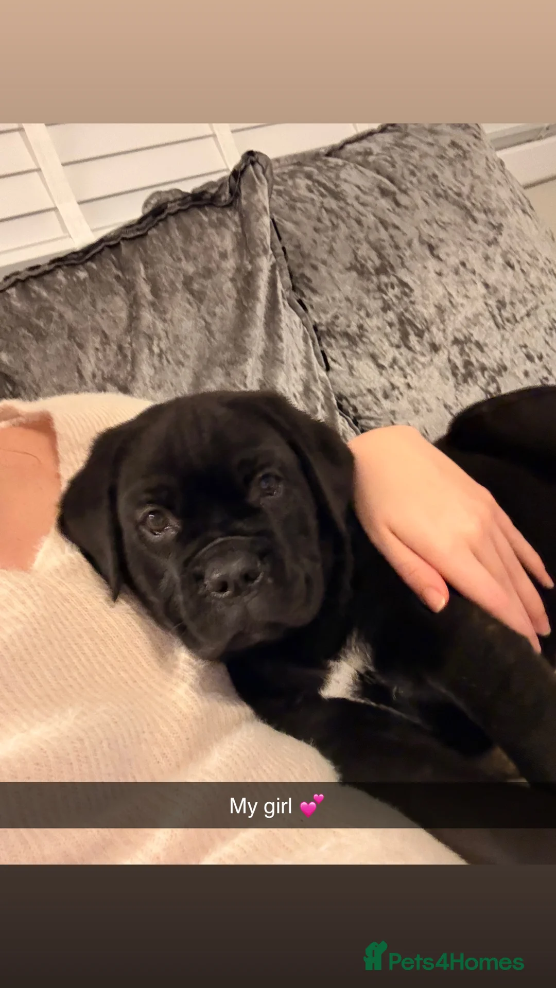 Mixed Breed dogs for sale: Lab x cane corso - Advert 1