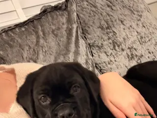 Mixed Breed dogs Lab x cane corso - Advert 10