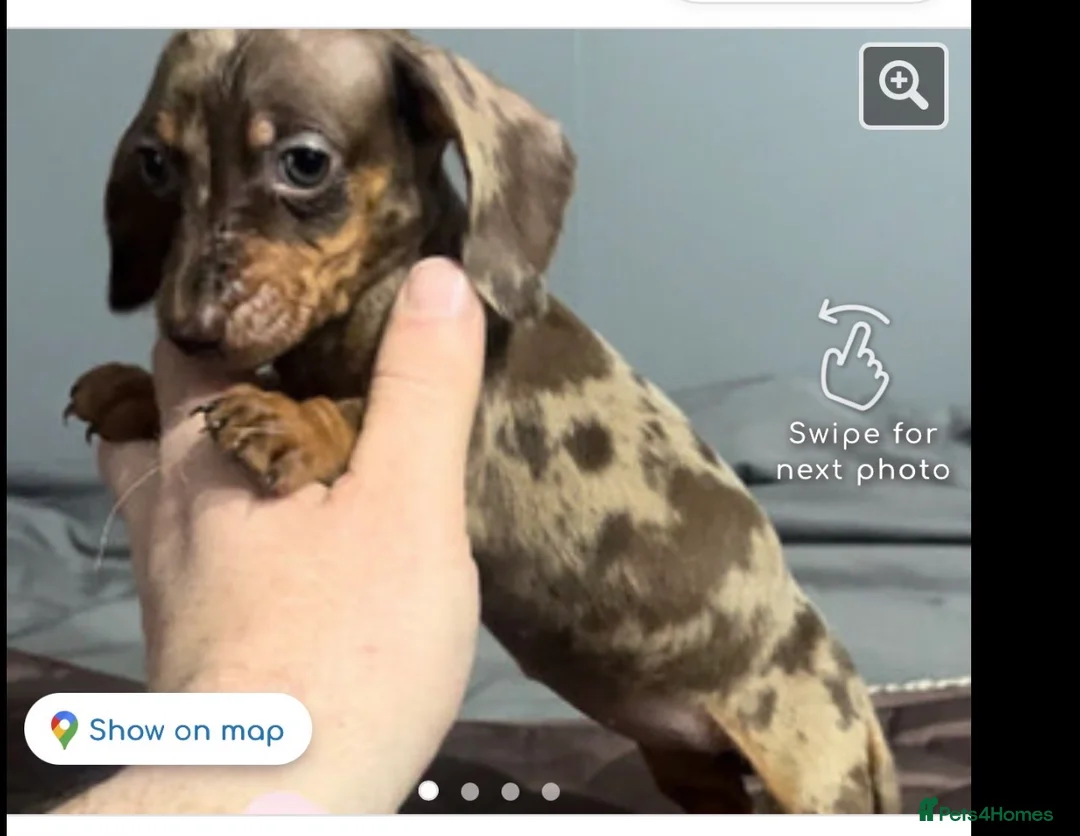 Miniature Dachshund dogs for sale: female miniature dashound for sale  in Solihull - Advert 1