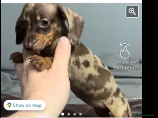 Miniature Dachshund dogs female miniature dashound for sale - Advert 2
