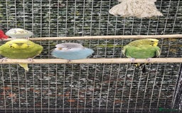 Budgerigars birds for sale: stunning beautiful budgies available  - Image 2