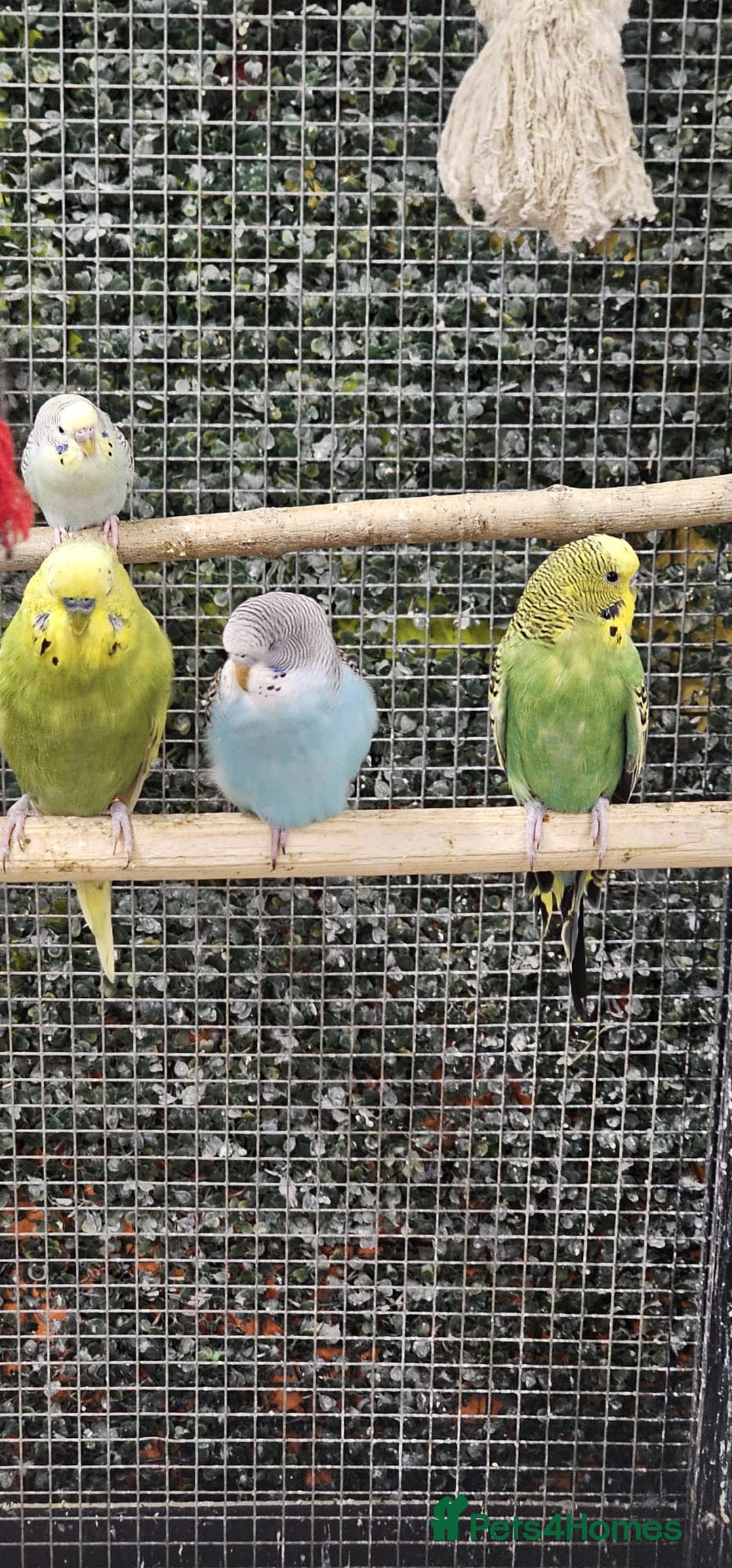 Budgerigars birds for sale: stunning beautiful budgies available  - Image 2