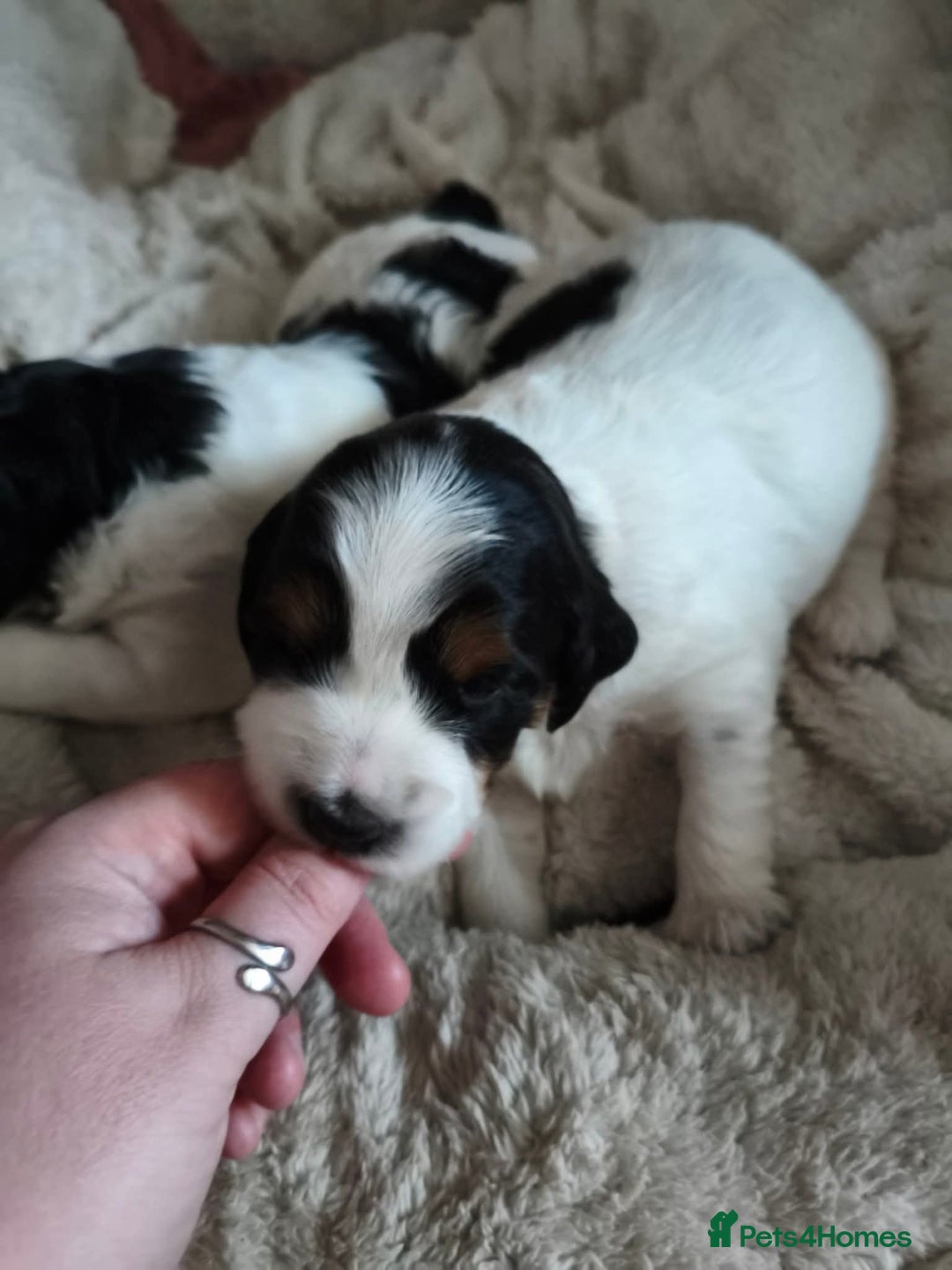 Mixed Breed dogs for sale: Male Cocker Bassett x Shichon tri colour puppy - Advert 4