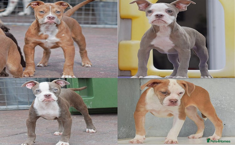 Old Tyme Bulldog dogs - Advert 6