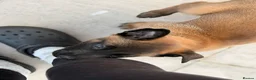 Belgian Shepherd Dog dogs for sale: Female Malinois Puppy - Advert 3