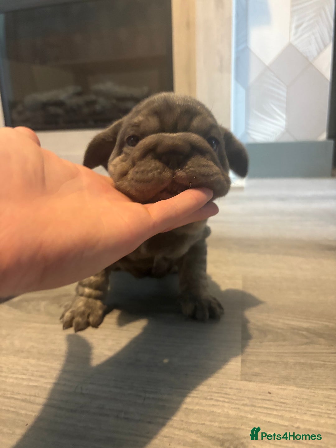 French Bulldog dogs for sale: Two French bulldogs  ** s - Image 10