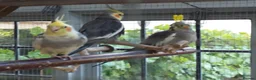 Cockatiels birds for sale: Four young cockatiels for sale in Stowmarket - Advert 3