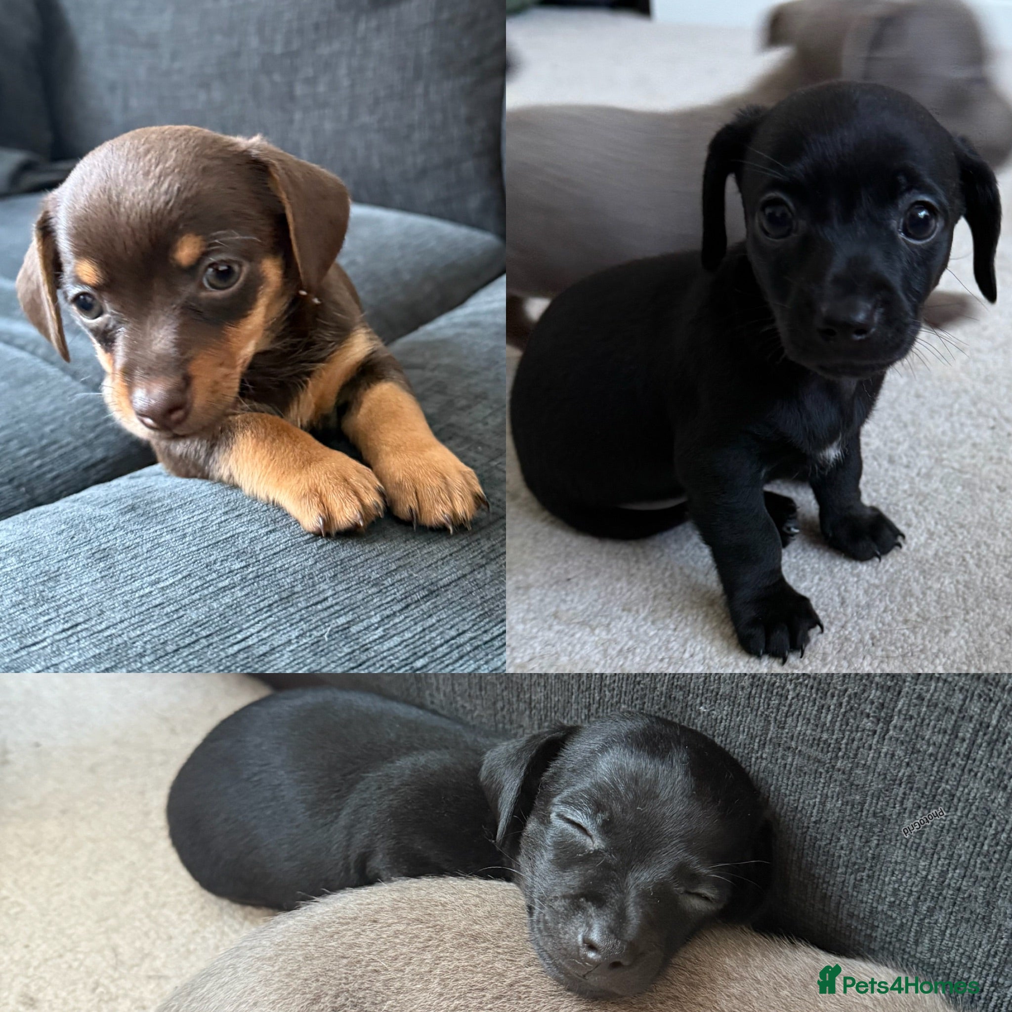 Chiweenie dogs Miniature Dachshund x Chihuahua  - Advert 8