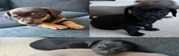 Chiweenie dogs for sale: Miniature Dachshund x Chihuahua  - Advert 1