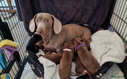 Dachshund dogs for sale: Miniature Smooth Haired Dachshund Puppies - Image 29