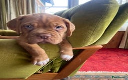 Dogue De Bordeaux dogs for sale: Dogue de Bordeaux 9 weeks old. Two girls, one boy - Image 6