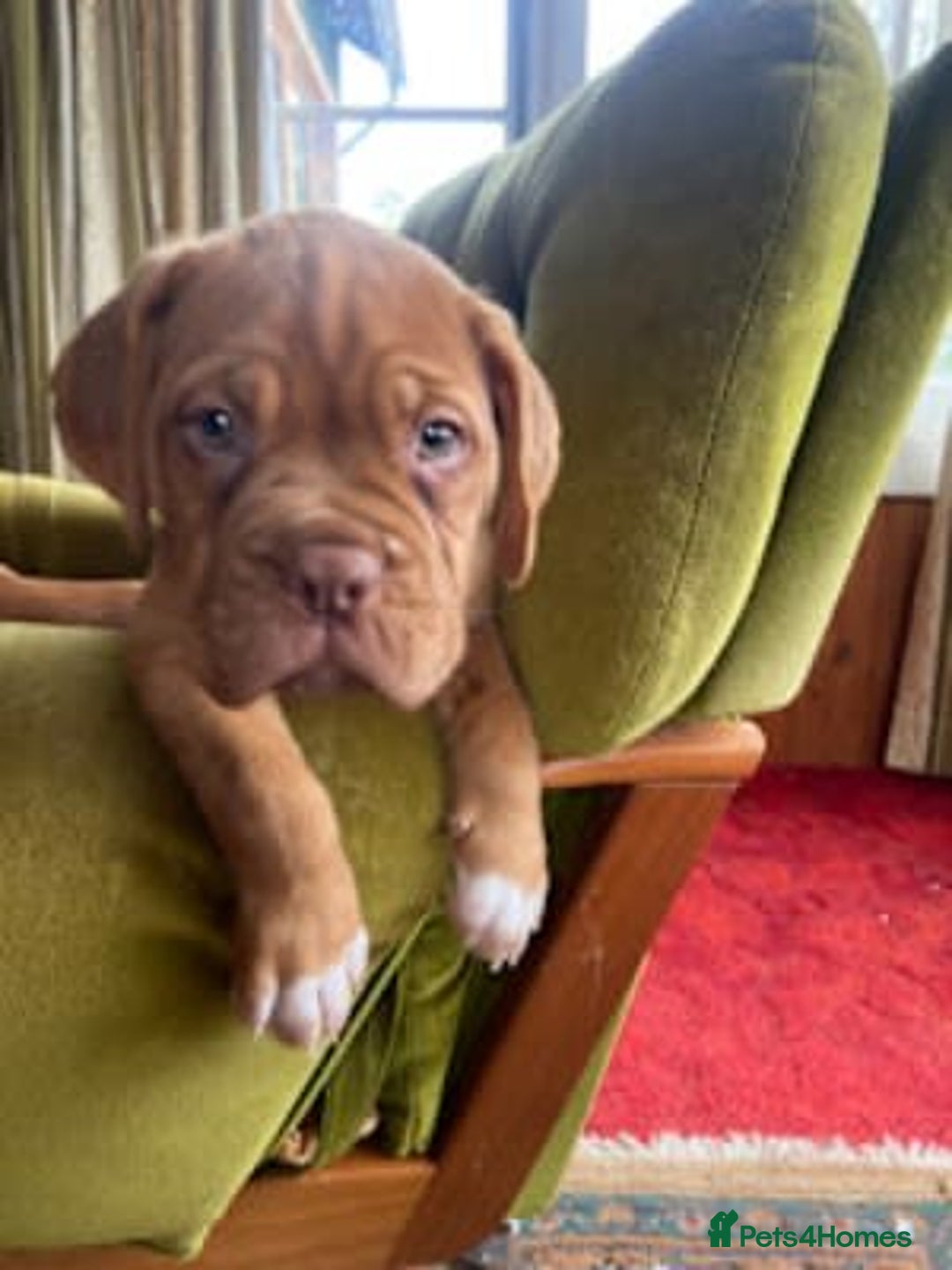 Dogue De Bordeaux dogs for sale: Dogue de Bordeaux 9 weeks old. Two girls, one boy - Image 6