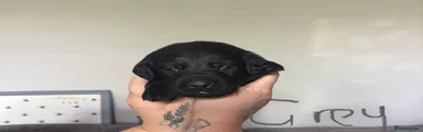 Labrador Retriever Puppy 5