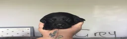 Labrador Retriever dogs for sale: KC Registered black Labrador puppies - Advert 31
