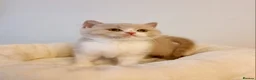British Shorthair cats for sale: Beautiful British Shorthair Males & Females - Advert 23