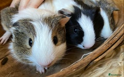 Guinea Pig rodents for sale: Lovely baby boy Guinea pigs - Image 9