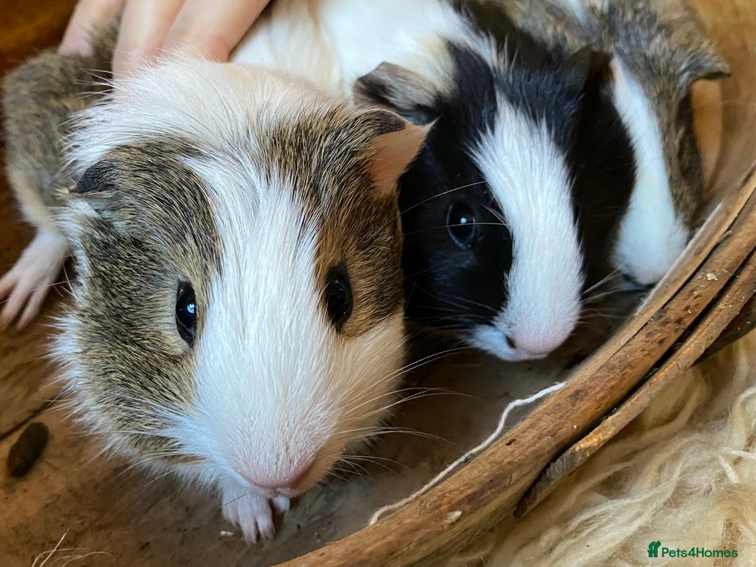 Guinea Pig rodents for sale: Lovely baby boy Guinea pigs - Image 9