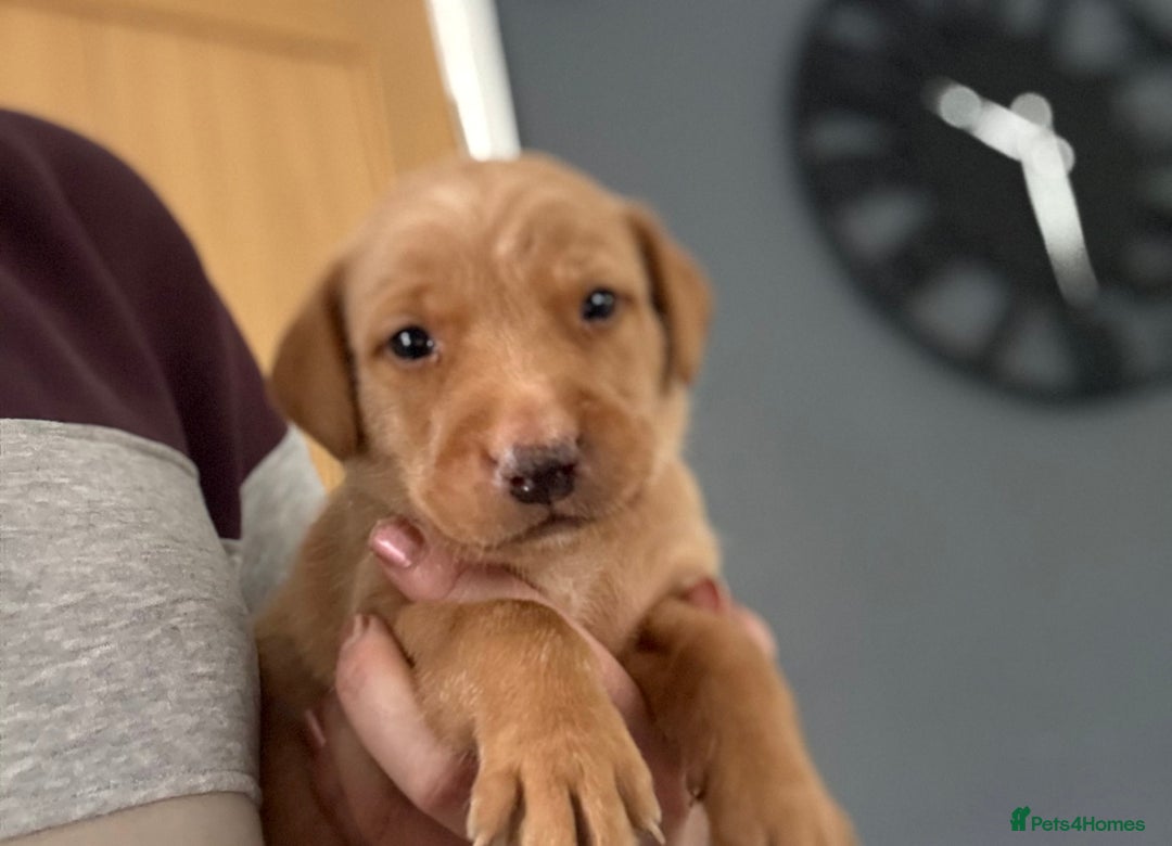 Labrador Retriever dogs for sale: Beautiful KC Registered Labrador Puppies - Image 24