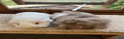 Guinea Pig rodents for sale: Sweet Baby Guinea Pig Boars - Self and Peruvian - Advert 4