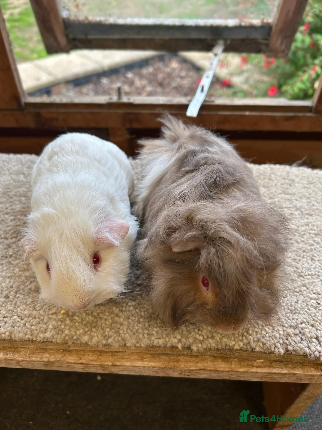 Guinea Pig rodents for sale: Sweet Baby Guinea Pig Boars - Self and Peruvian - Advert 4