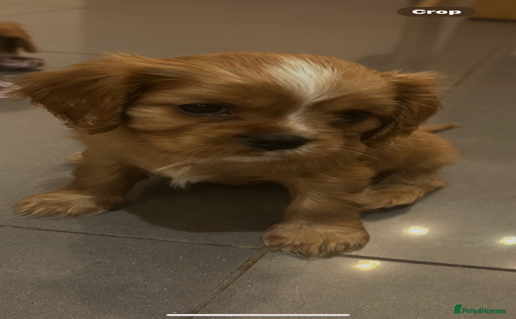 Cavalier King Charles Spaniel dogs ONE KC REG CAVALIER KING CHARLES BOY  AVAILABLE  - Advert 1