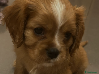 Cavalier King Charles Spaniel dogs ONE KC REG CAVALIER KING CHARLES BOY AVAILABLE - Advert 2