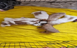Shih Tzu dogs for sale: Shihtzu puppies - Image 8