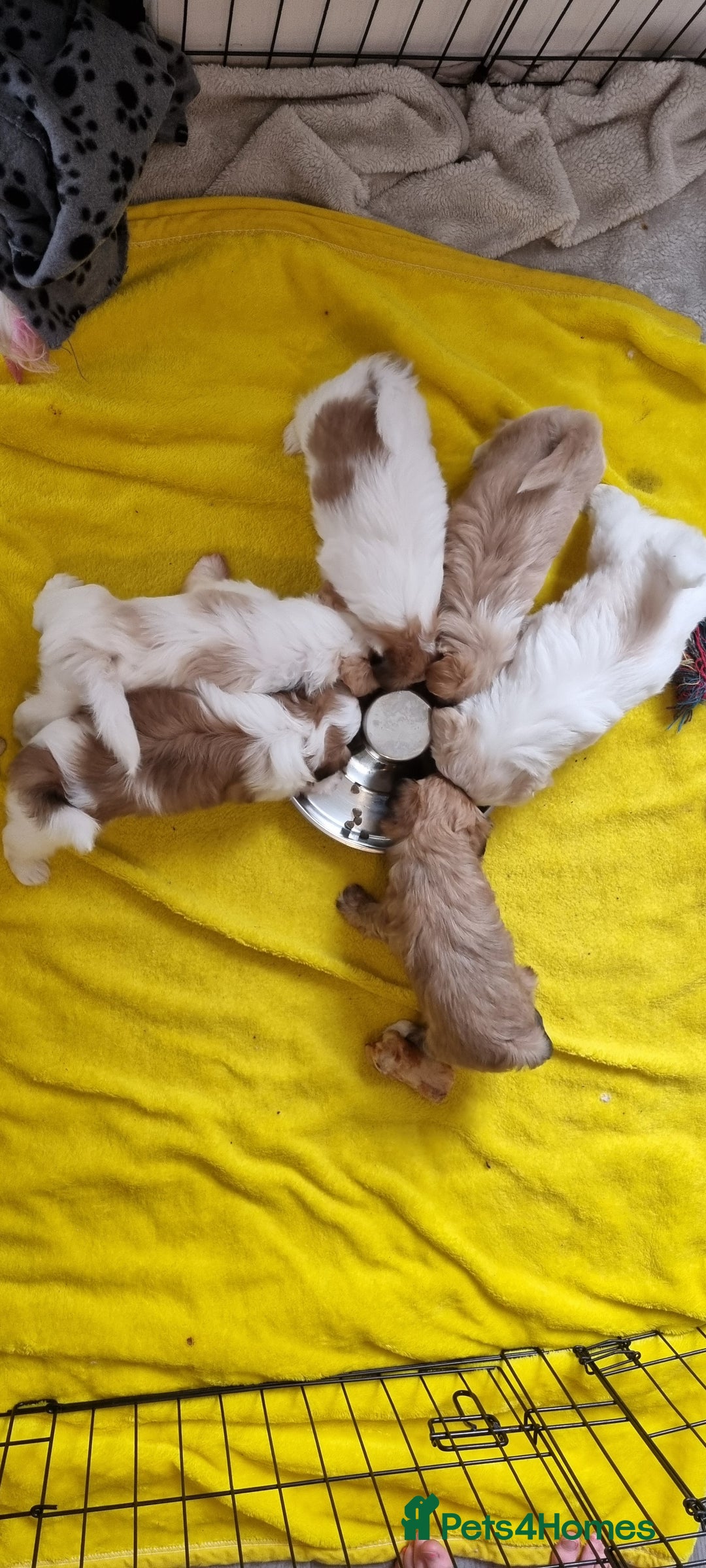 Shih Tzu dogs for sale: Shihtzu puppies - Image 8