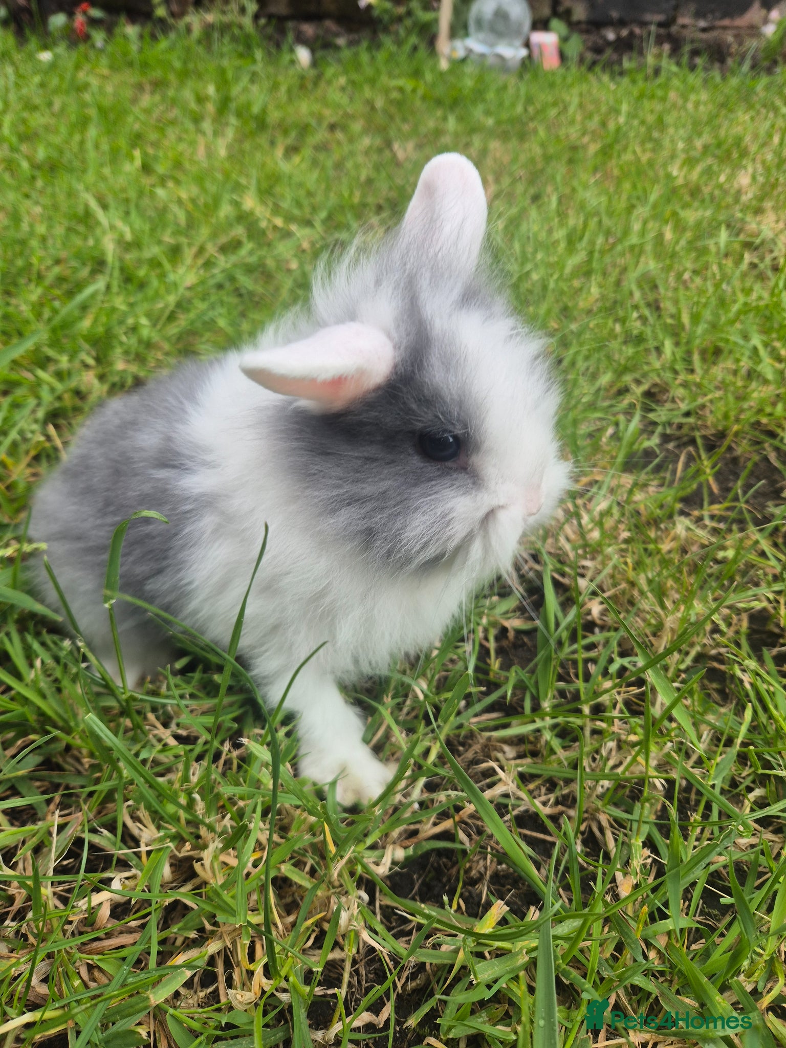 Mixed Breed rabbits Baby bunnies 2 left - Advert 19