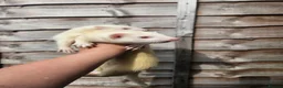 Ferret rodents for sale: 2 albino jills  - Advert 11