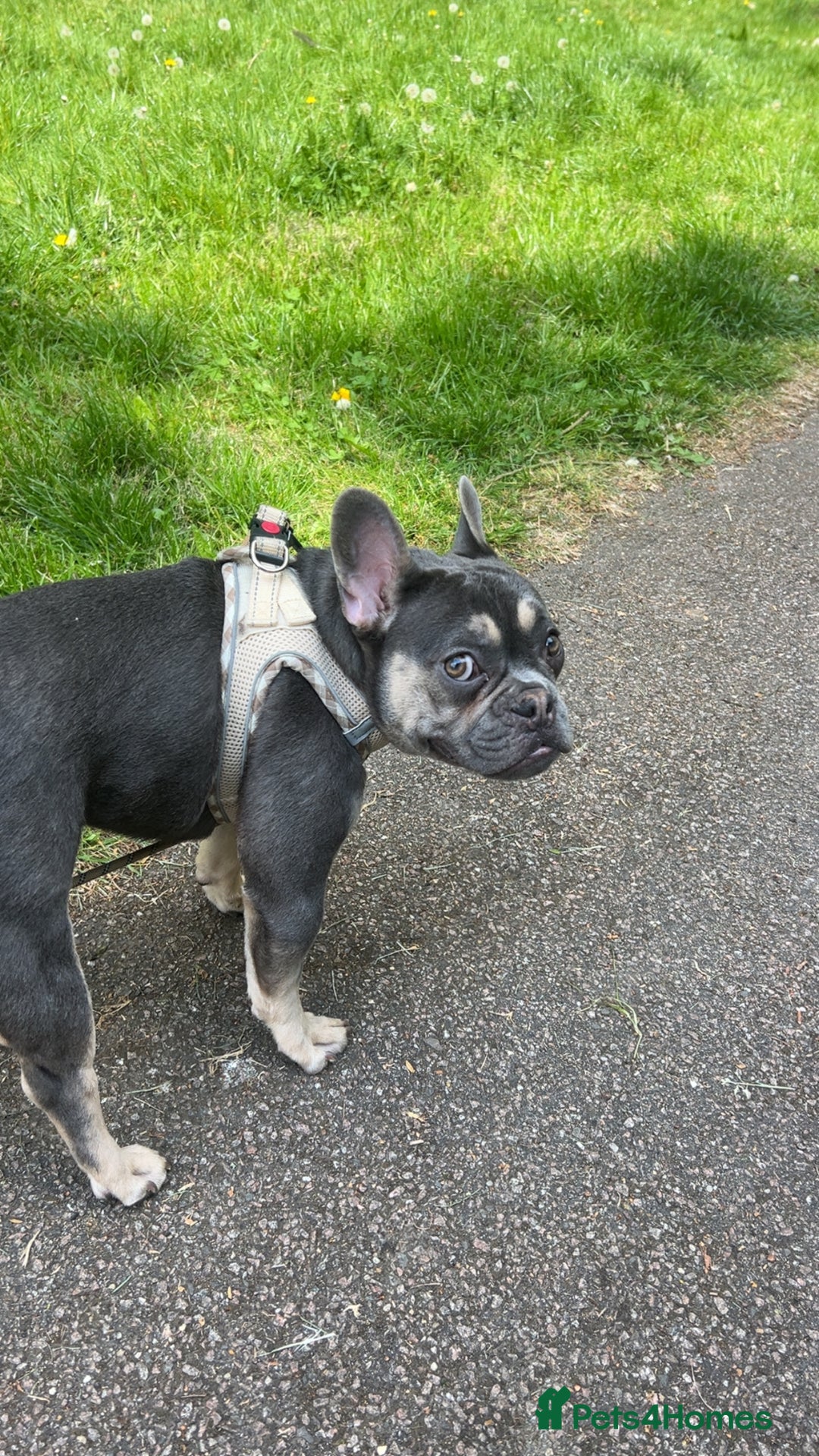 French Bulldog dogs for sale: French Bulldog (Frenchie) 🧬 - Image 1