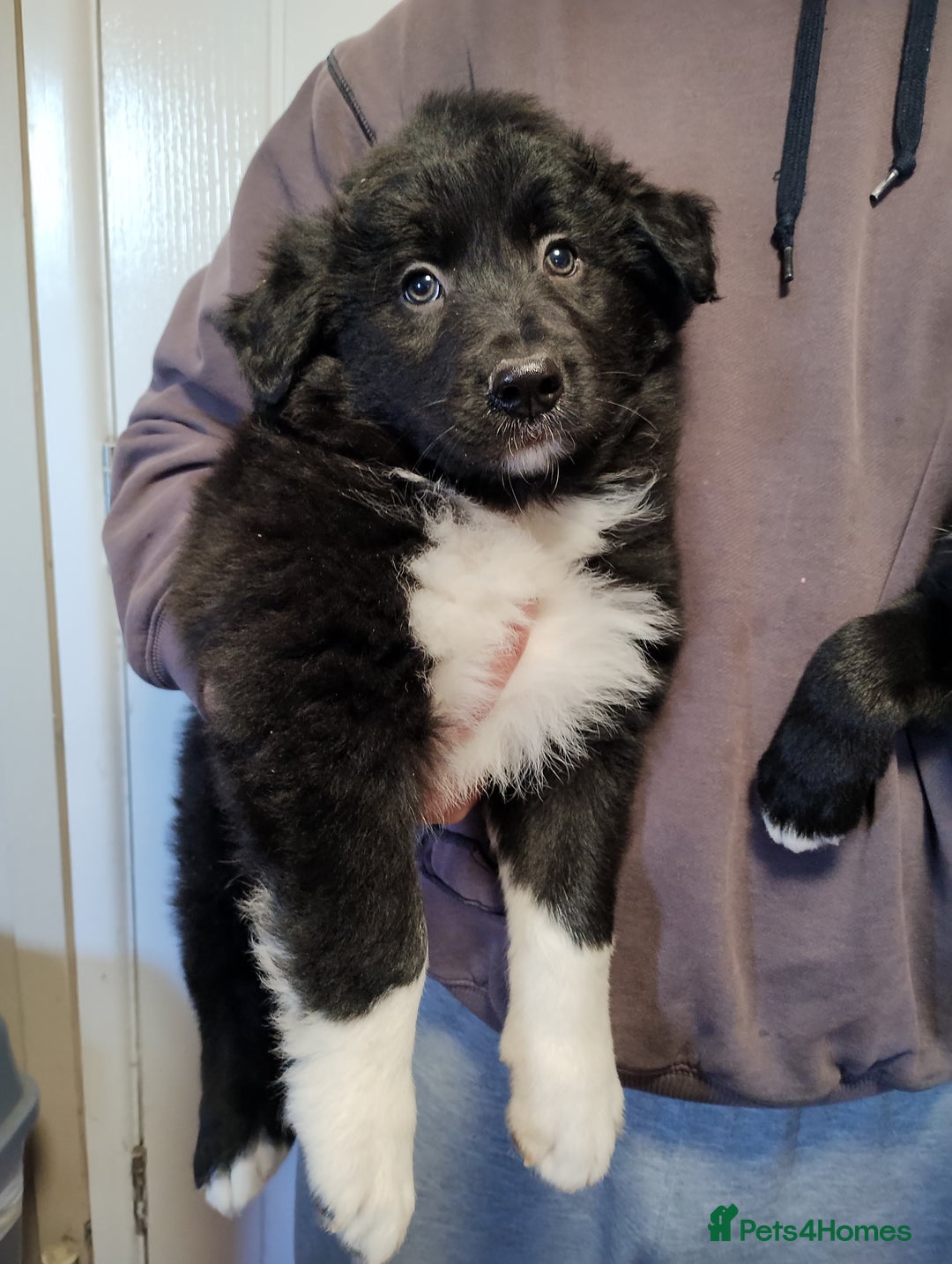 Border Collie dogs for sale: Border Collie Puppies Top Quality! - Advert 17