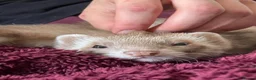 Ferret rodents for sale: Ferret for sale - Advert 16