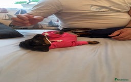 Dachshund dogs for sale: Female Dachshund  - Image 7