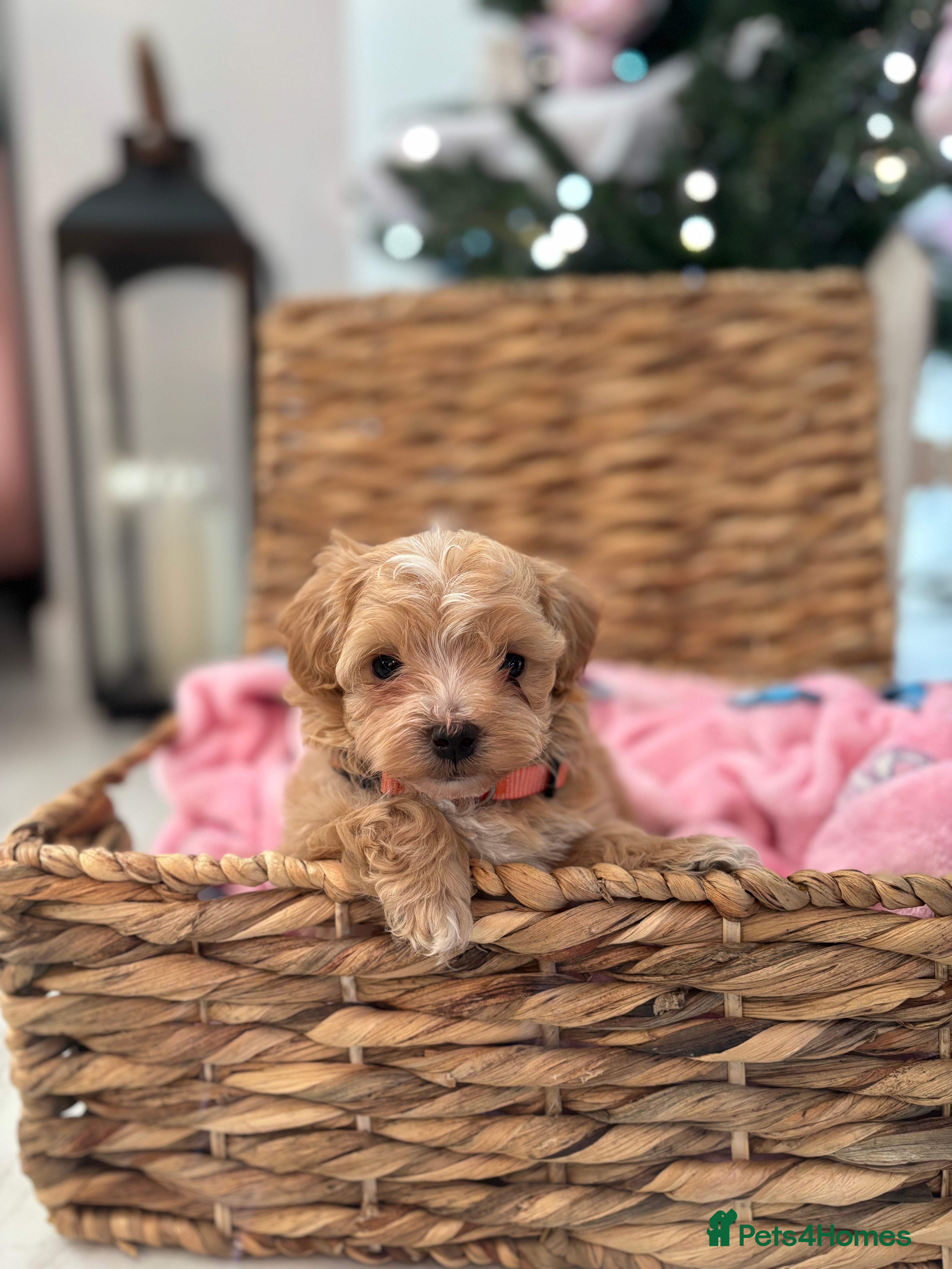Maltipoo dogs 5 Gorgeous F1 Maltipoos Left!! - Advert 6