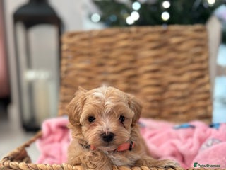 Maltipoo dogs 5 Gorgeous F1 Maltipoos Left!! - Advert 3