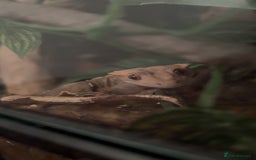 Gecko reptiles for sale: Harlequin Tricolour Crested Gecko + Large Tank - Advert 8