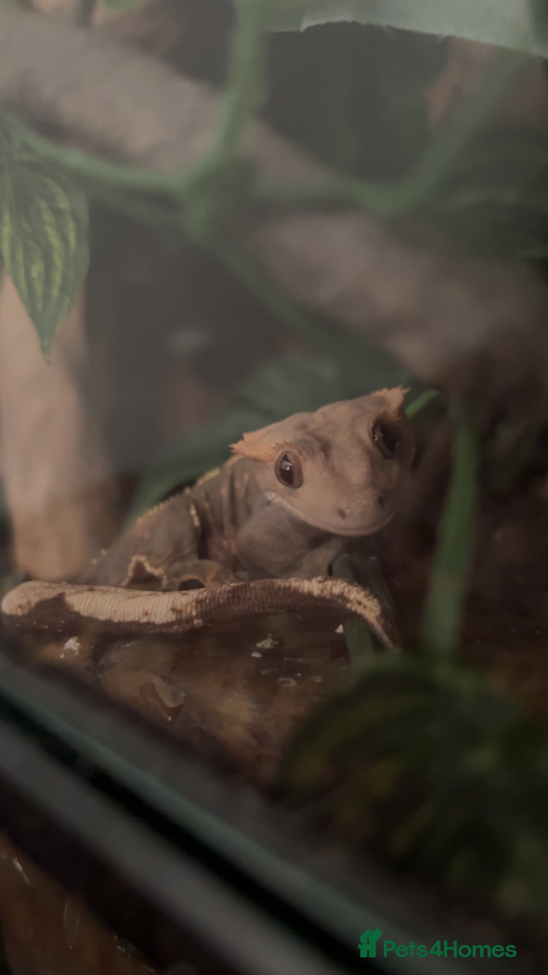 Gecko reptiles for sale: Harlequin Tricolour Crested Gecko + Large Tank - Advert 8