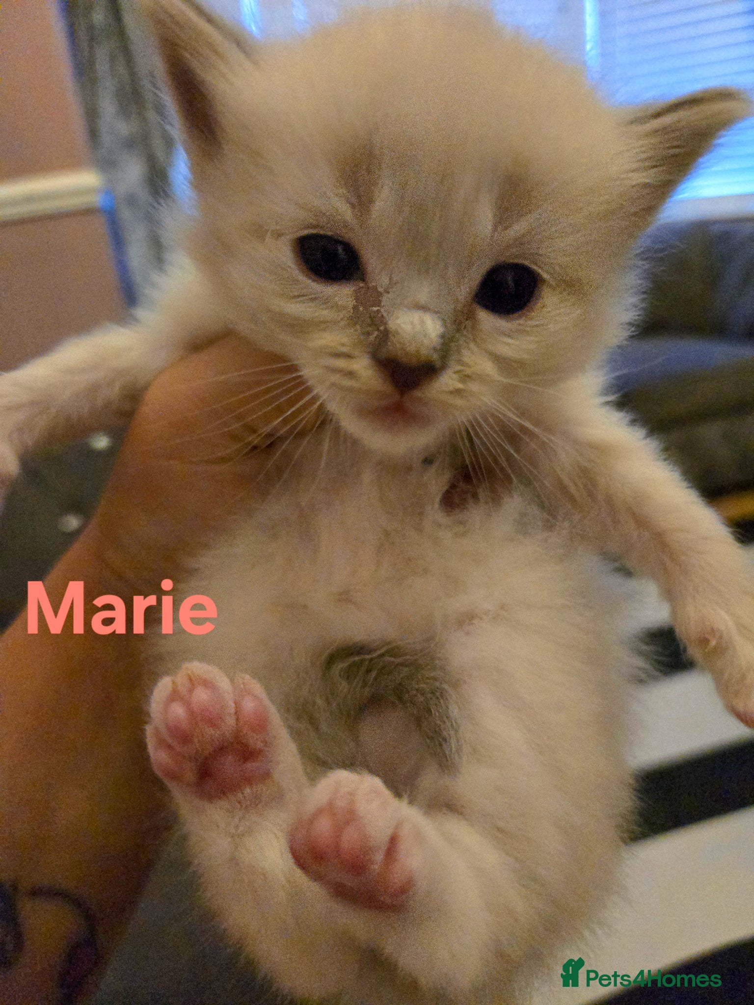 Ragdoll cats for sale: Stunning litter of Purebred Ragdoll kittens - Advert 29